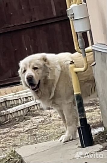 Алабай в дар