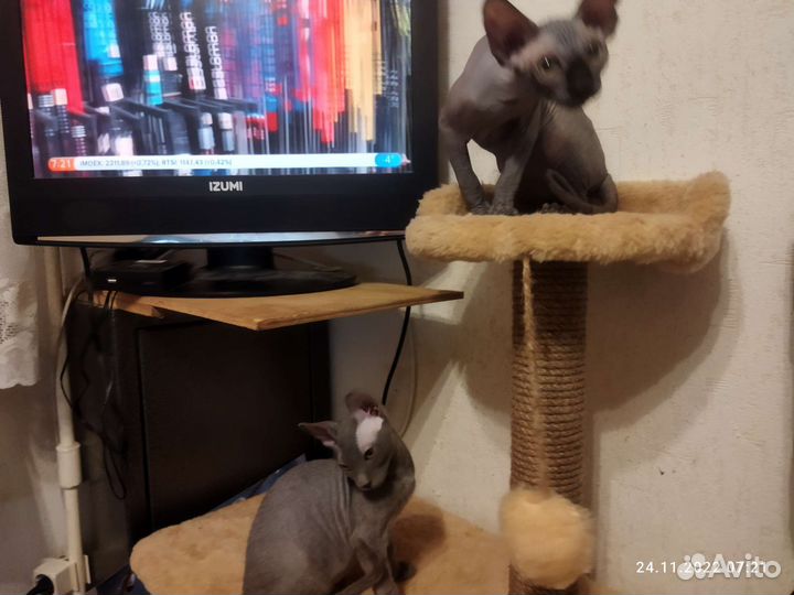 Котята сфинксинята