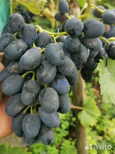 Саженцы винограда