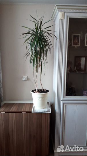 Драцена окаймленнная