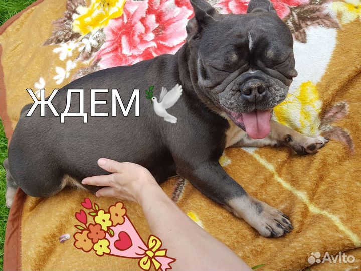 Голубой щенок-мечта детства