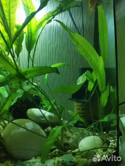 Криптокорина Пистия Роголистник водоросли