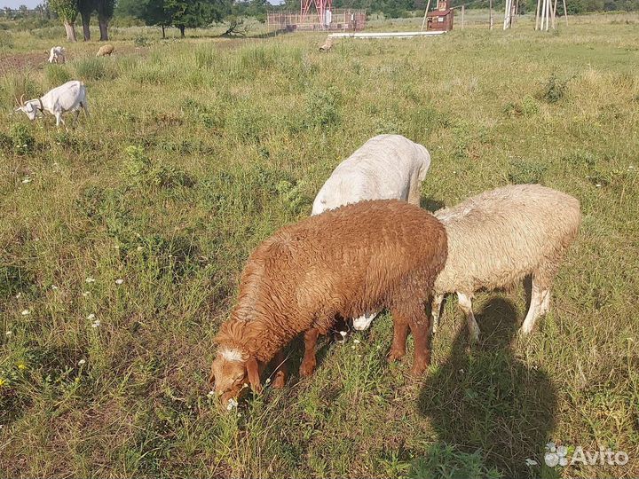 Овцы бараны ягнята