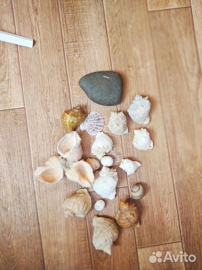 Морские ракушки раковины