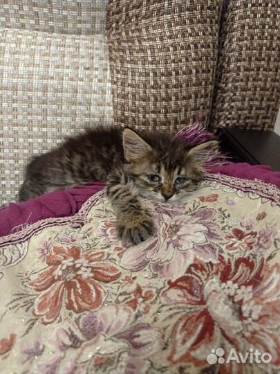 Котёнок в дар