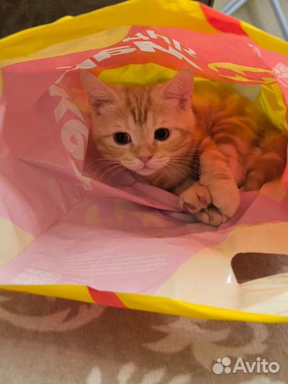Котенок рыжий шотландец