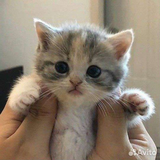 Шотландский котёнок