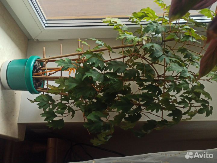 Циссус березка