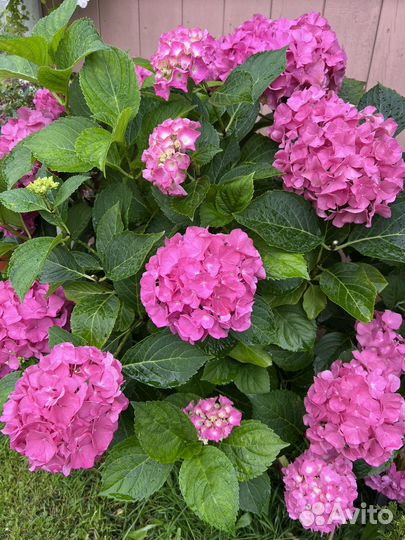 Гортензия крупнолистная саженец