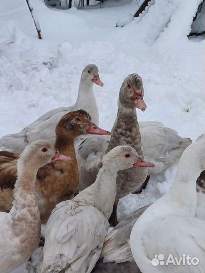 Мускусные утки тяжелые линии