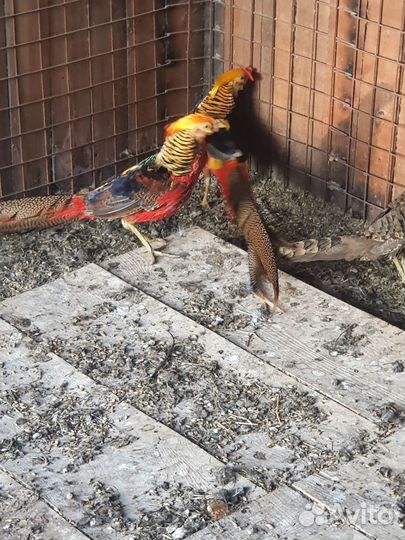 Фазаны павлины