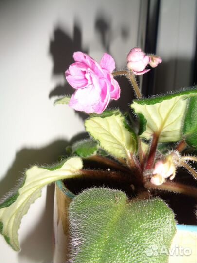 Фиалка розовая детки и стартеры