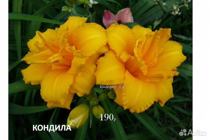 Лилейники Сортовые Дорогие Часть 2 Доставка Почтой