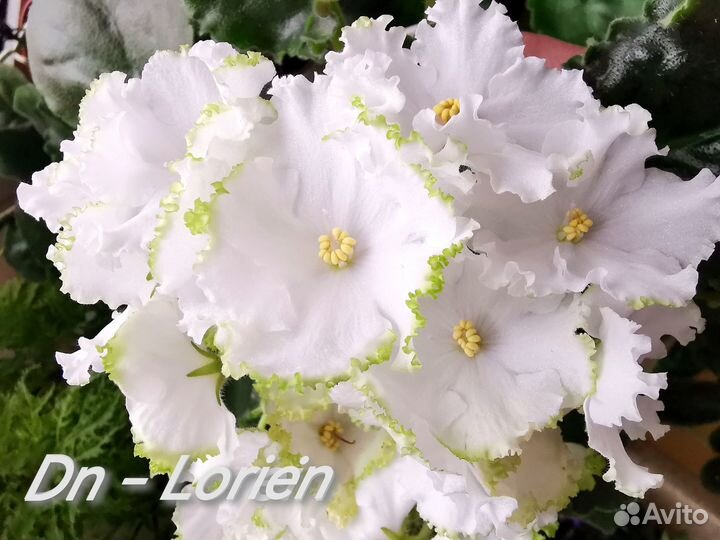 Детки и стартеры селекционных фиалок