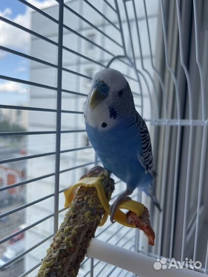 Попугай с клеткой