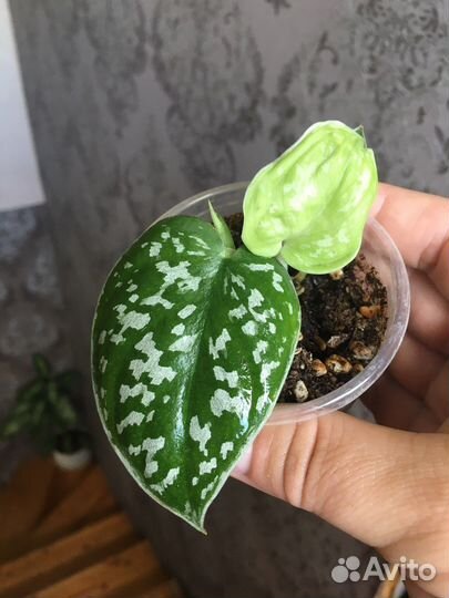 Филодендрон Мамей, сциндапсус