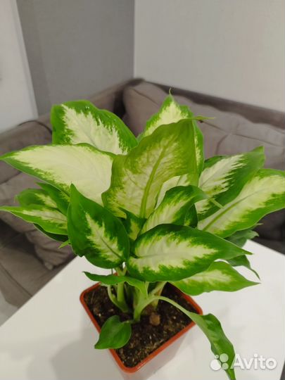 Диффенбахия