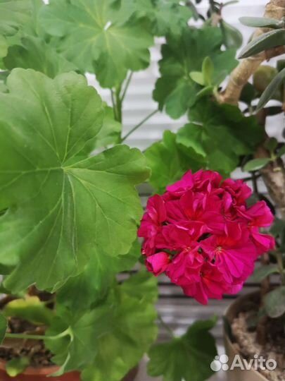 Комнатные цветы