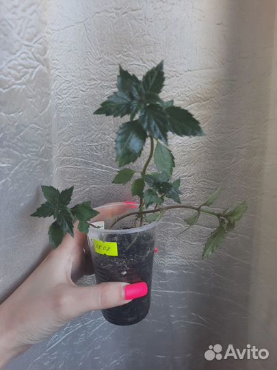 Сортовые Ахименесы