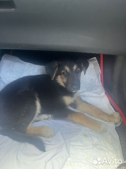 Щенок в добрые руки