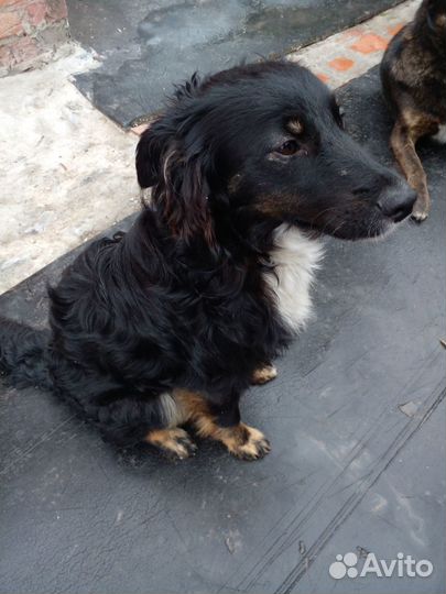 Красотка ищет семью