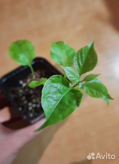 Бугенвилия