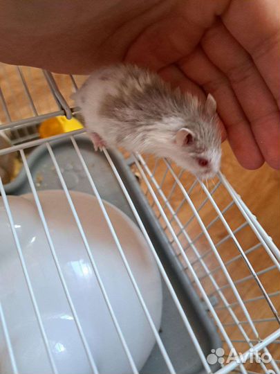 Джунгарский хомяк