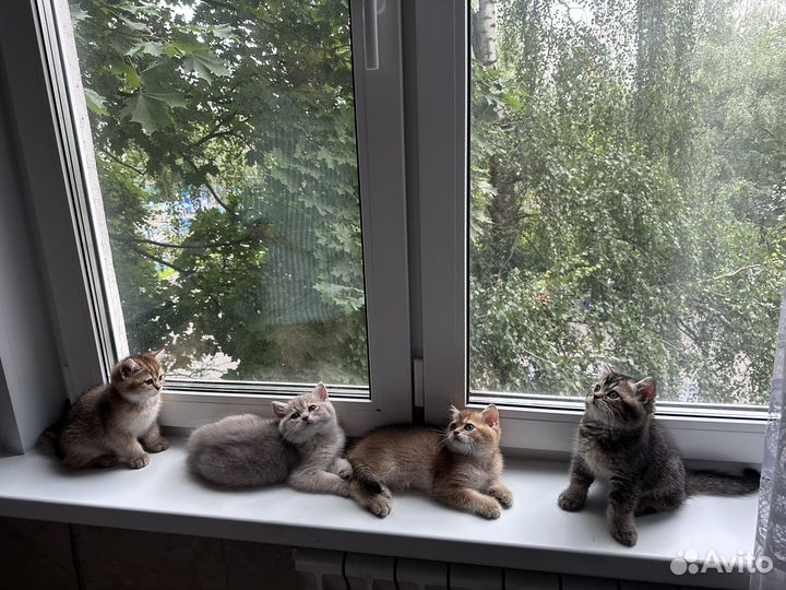 Котята британской шиншиллы