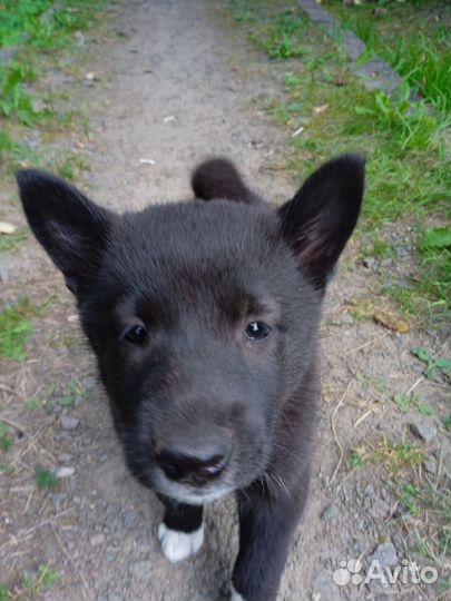 Щенки русско-европейской лайки