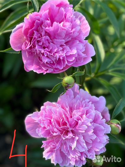 Пионы продам