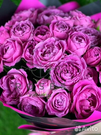 Букет 25 пионовидная роза, цветы, Саратов Энгельс