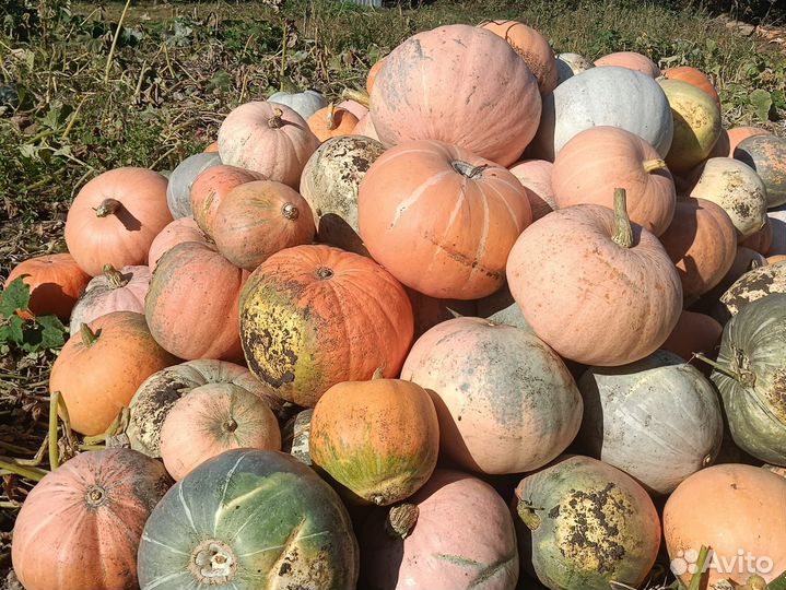 Тыква кормовая