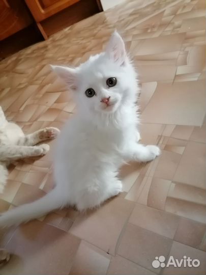 Отдаю котят в добрые руки