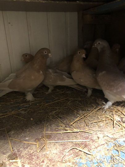 Турецкие голуби (такла)