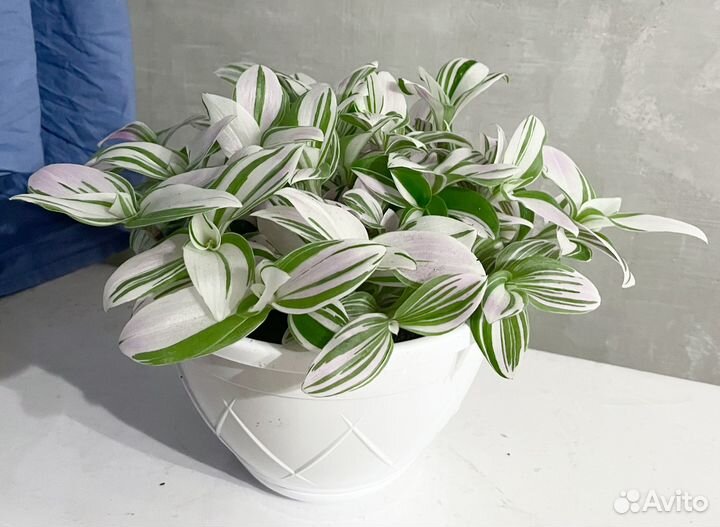 Традесканция вариегатная Альбифлора