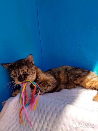 Особенная Ириска