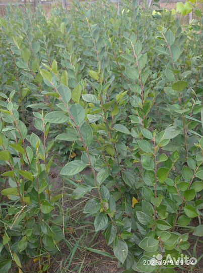 Саженцы кизильника