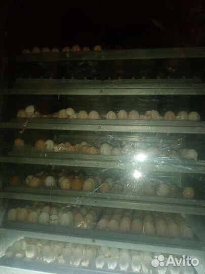 Инкубатор для яиц