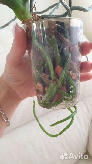 Орхидея фаленопсис Спач боб