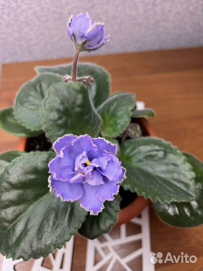 Фиалки листья