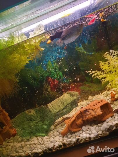 Аквариум с тумбой рыбками и оборудованием