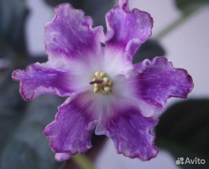 Сортовые фиалки цветущие