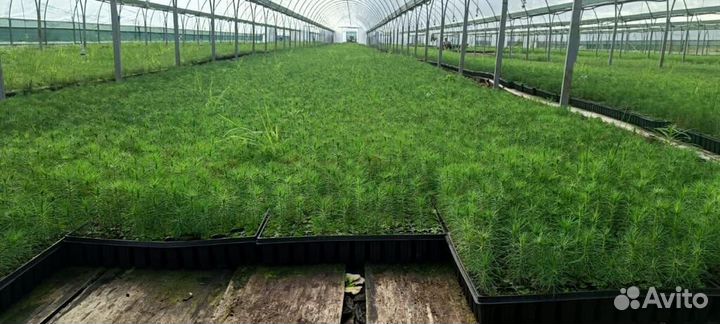 Сеянцы сосны обыкновенной зкс от производителя