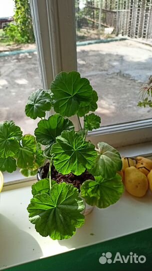 Герань пеларгония