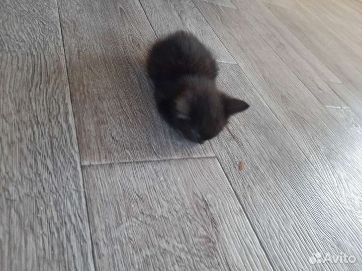 Кошка в дар бесплатно
