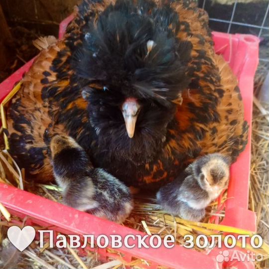 Суточные цыплята несушки