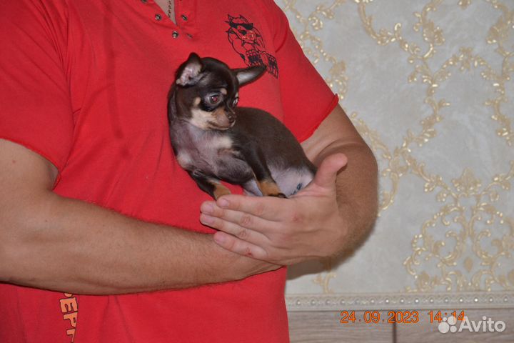 Щенок чихуахуа