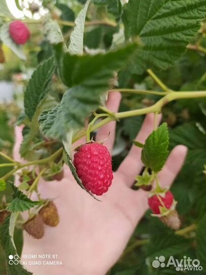 Саженцы красной малины, сорт Гусар