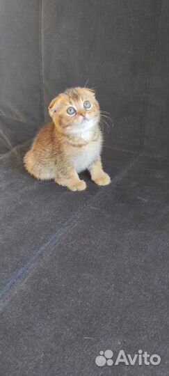 Шотландские котята Золотые шиншиллы