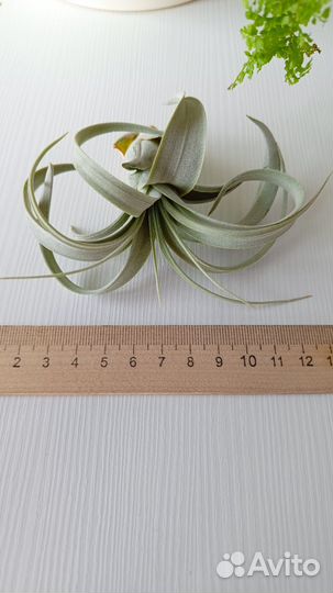 Тилландсии Ксерографика, Сильвер